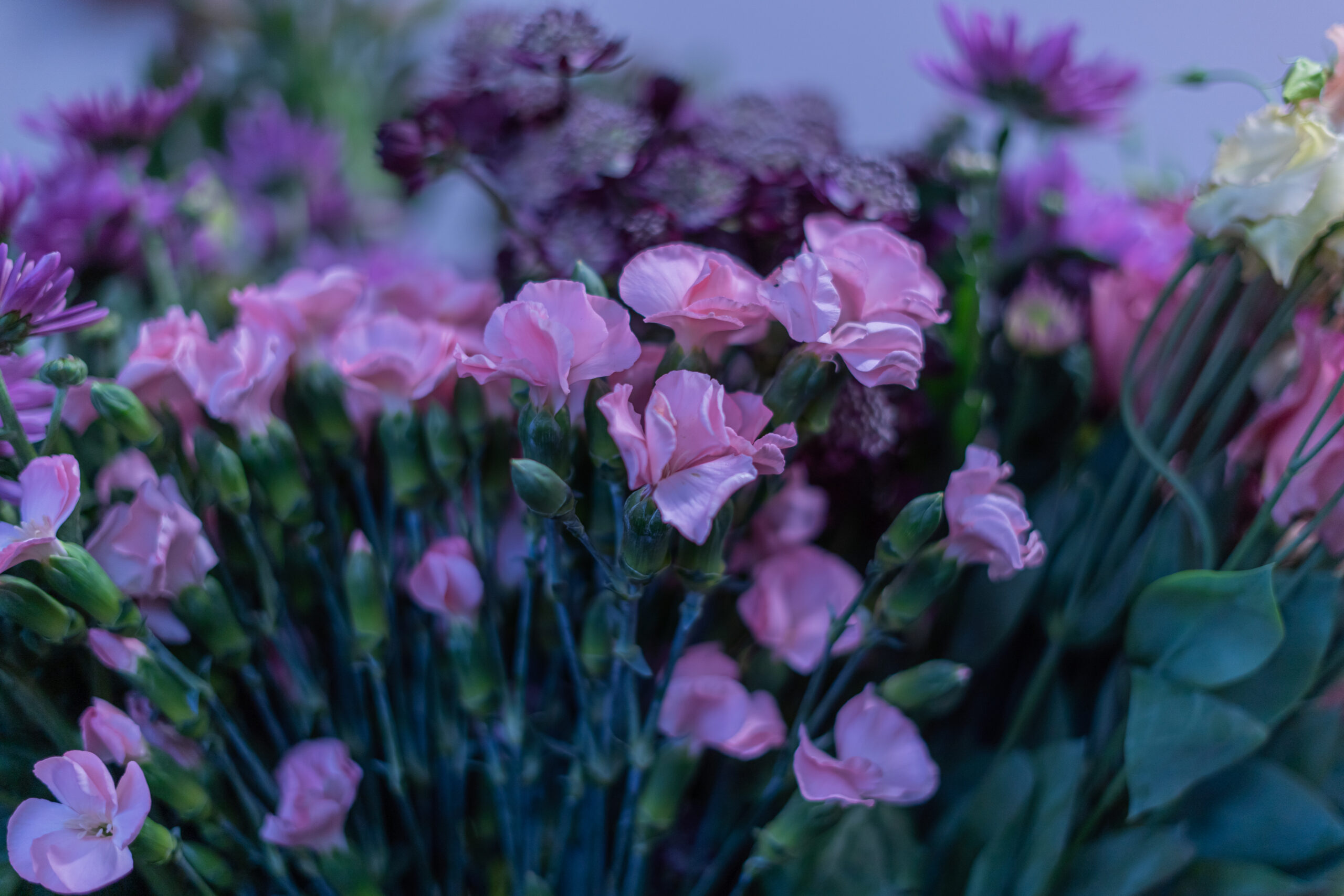 Frische Schnittblumen aus dem Laden